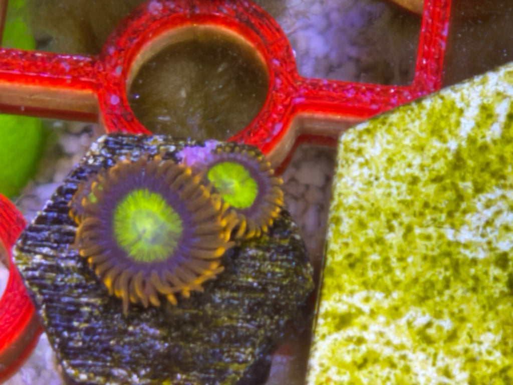Mandarin Zoanthid – Frag