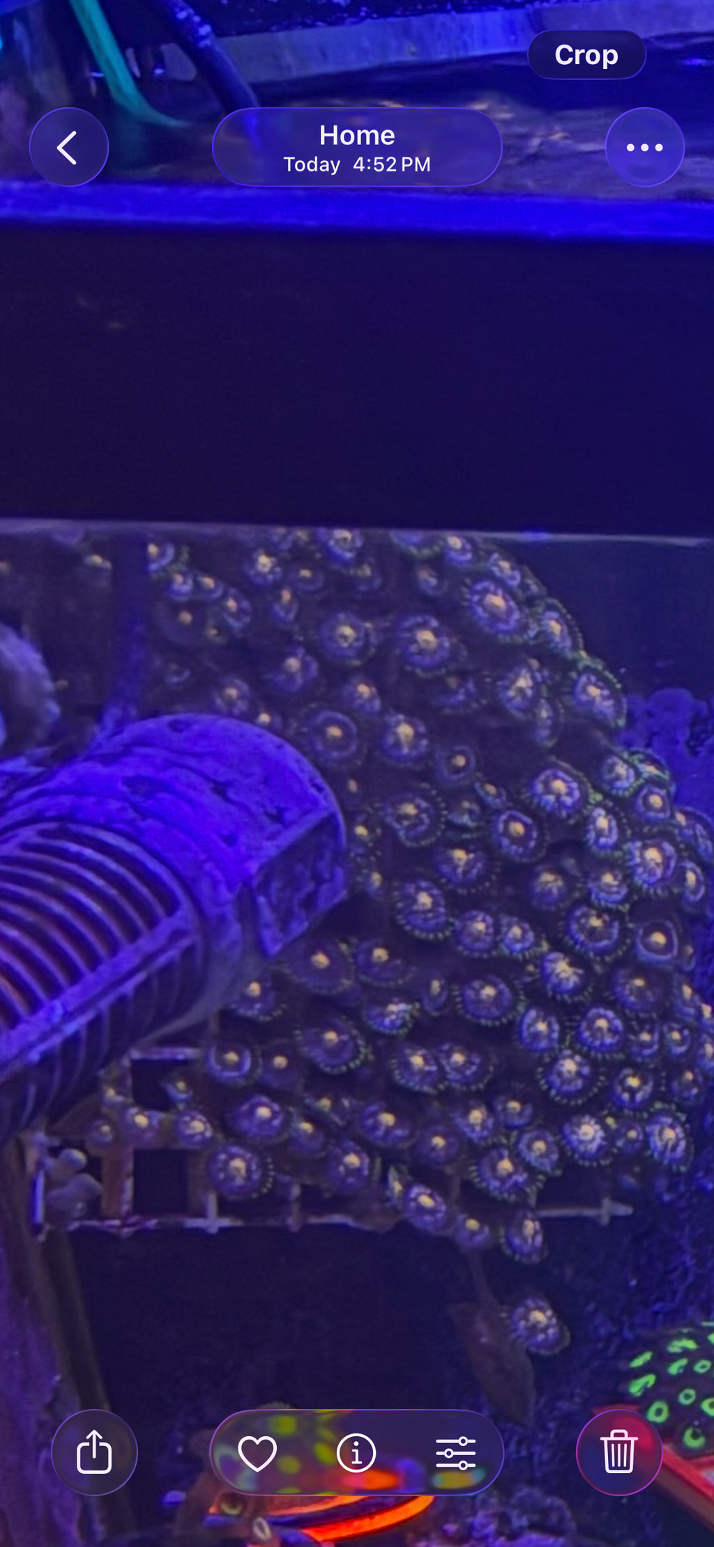 Nebula Zoas – Dense Mat (~6" x 8" Irregular) – Homegrown