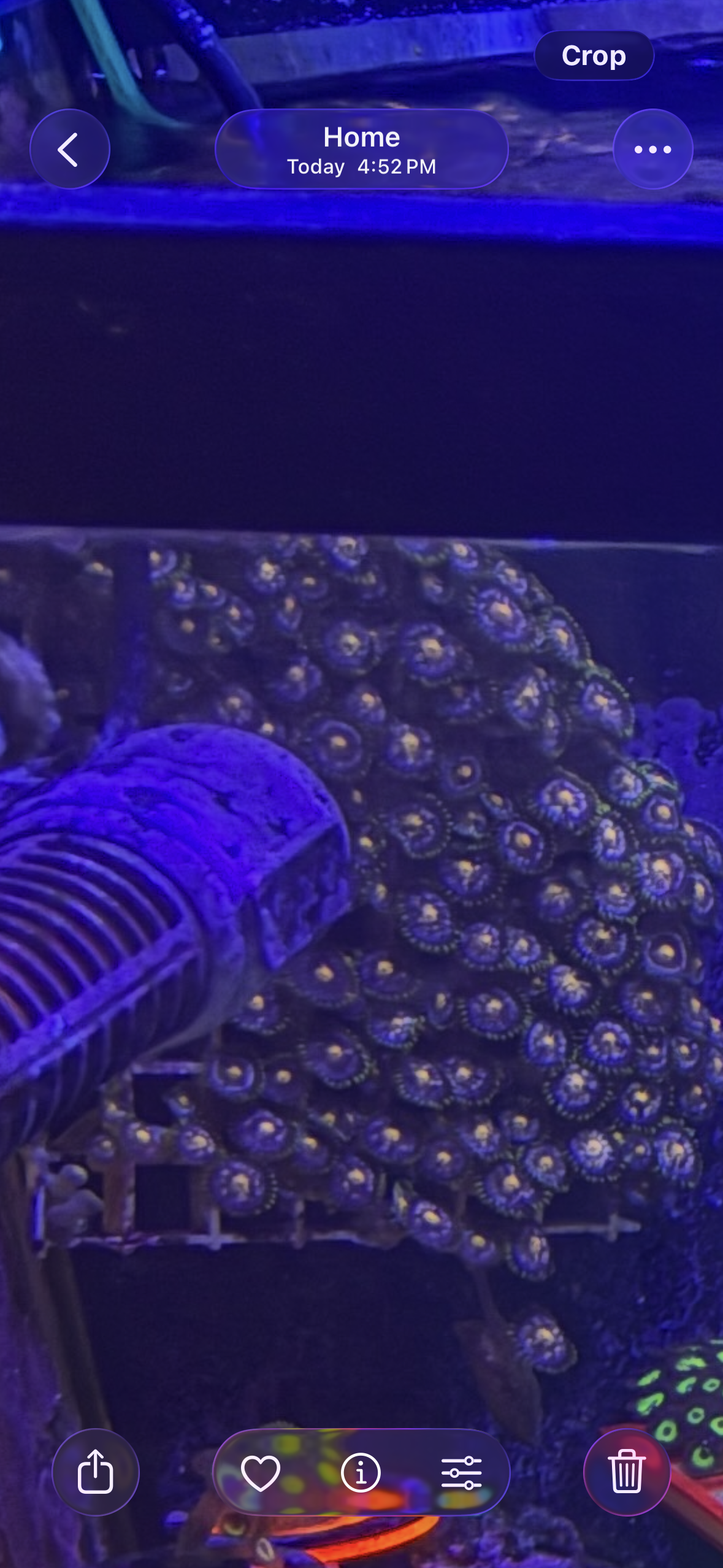 Nebula Zoas – Dense Mat (~6" x 8" Irregular) – Homegrown