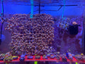 Gatorade Zoas – Dense Mat (8" x 6") – Homegrown | Bonus Nebula & LA Lakers Polyps!