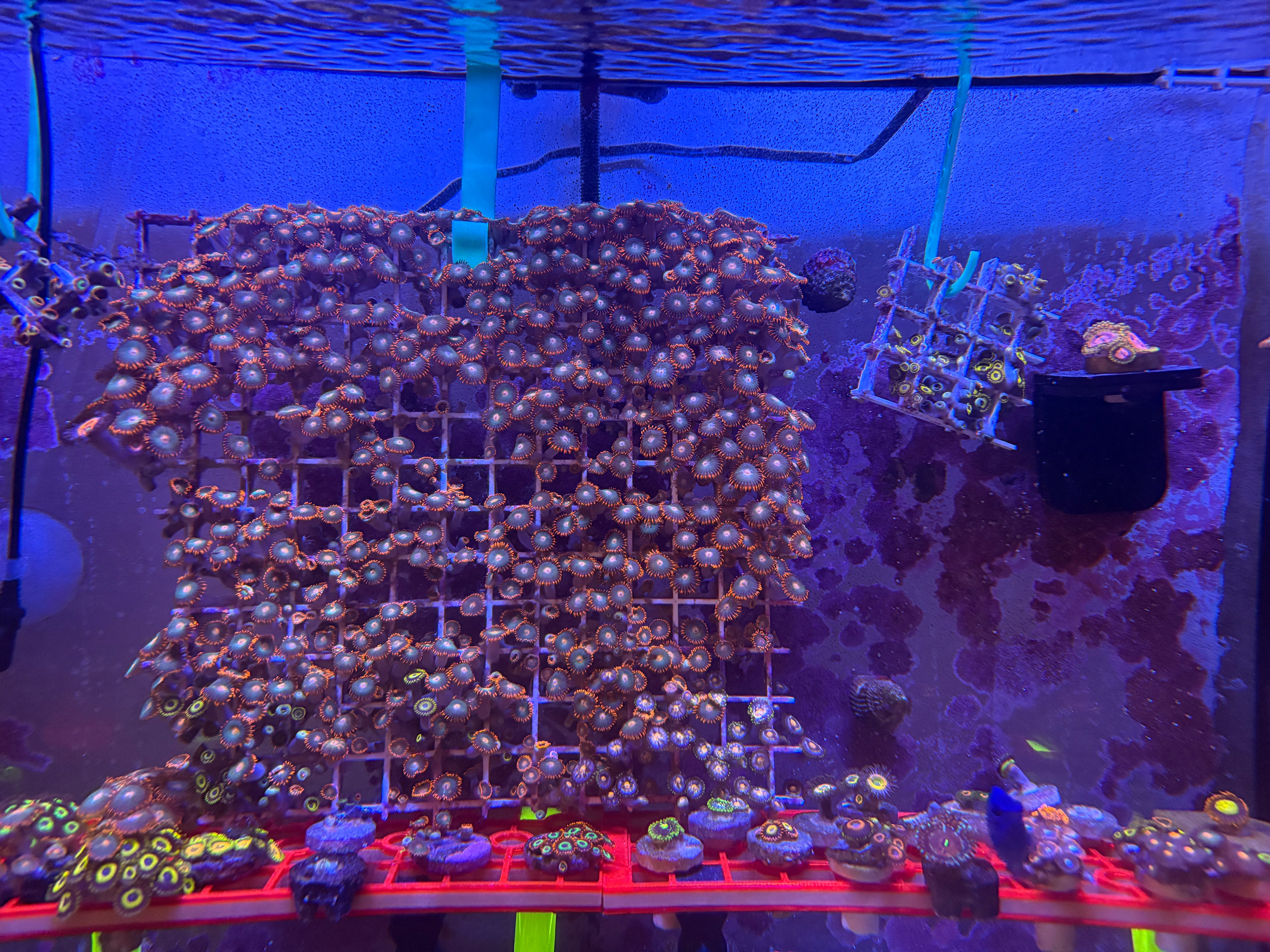 Gatorade Zoas – Dense Mat (8" x 6") – Homegrown | Bonus Nebula & LA Lakers Polyps!