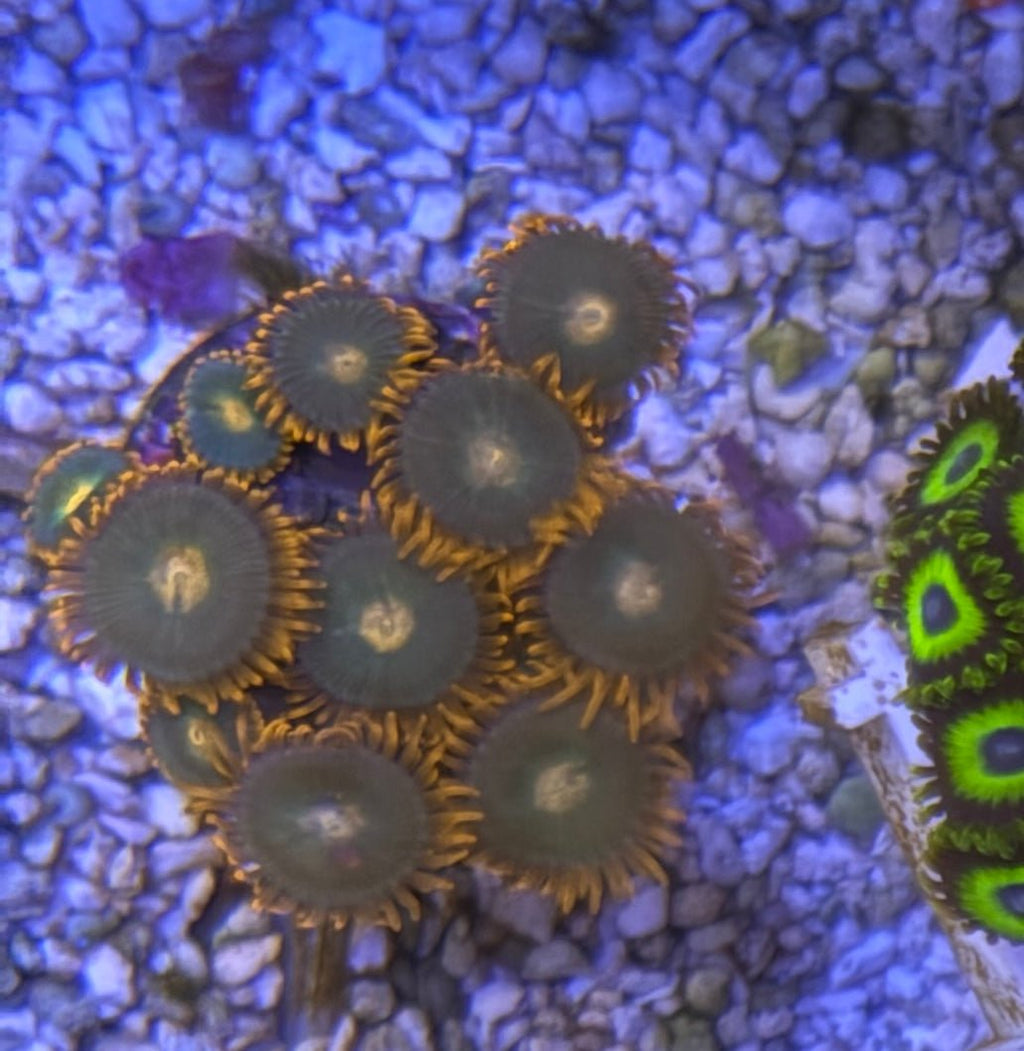 Gatorade Zoas – Starter Colony (7–10 Polyps) | Cox Marine Creations - Cox Marine Creations - Homegrown Zoa’s and Frags