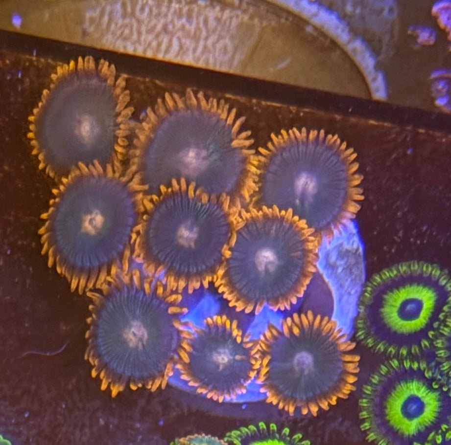 Gatorade Zoas – Starter Colony (7–10 Polyps) | Cox Marine Creations - Cox Marine Creations - Homegrown Zoa’s and Frags