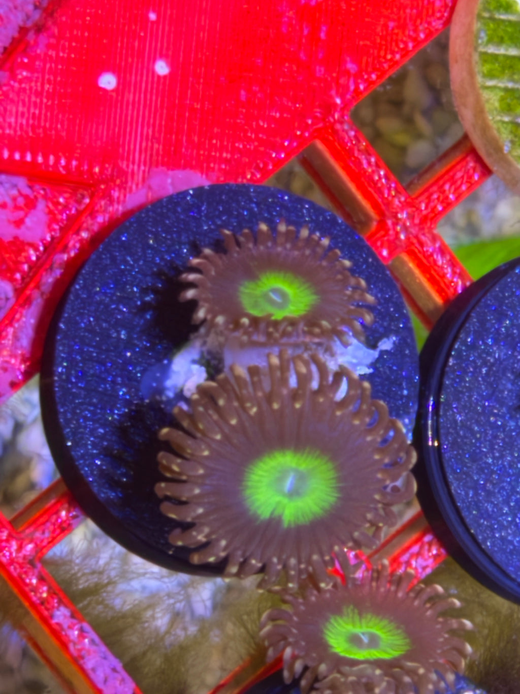 Omega Zoanthid – Frag