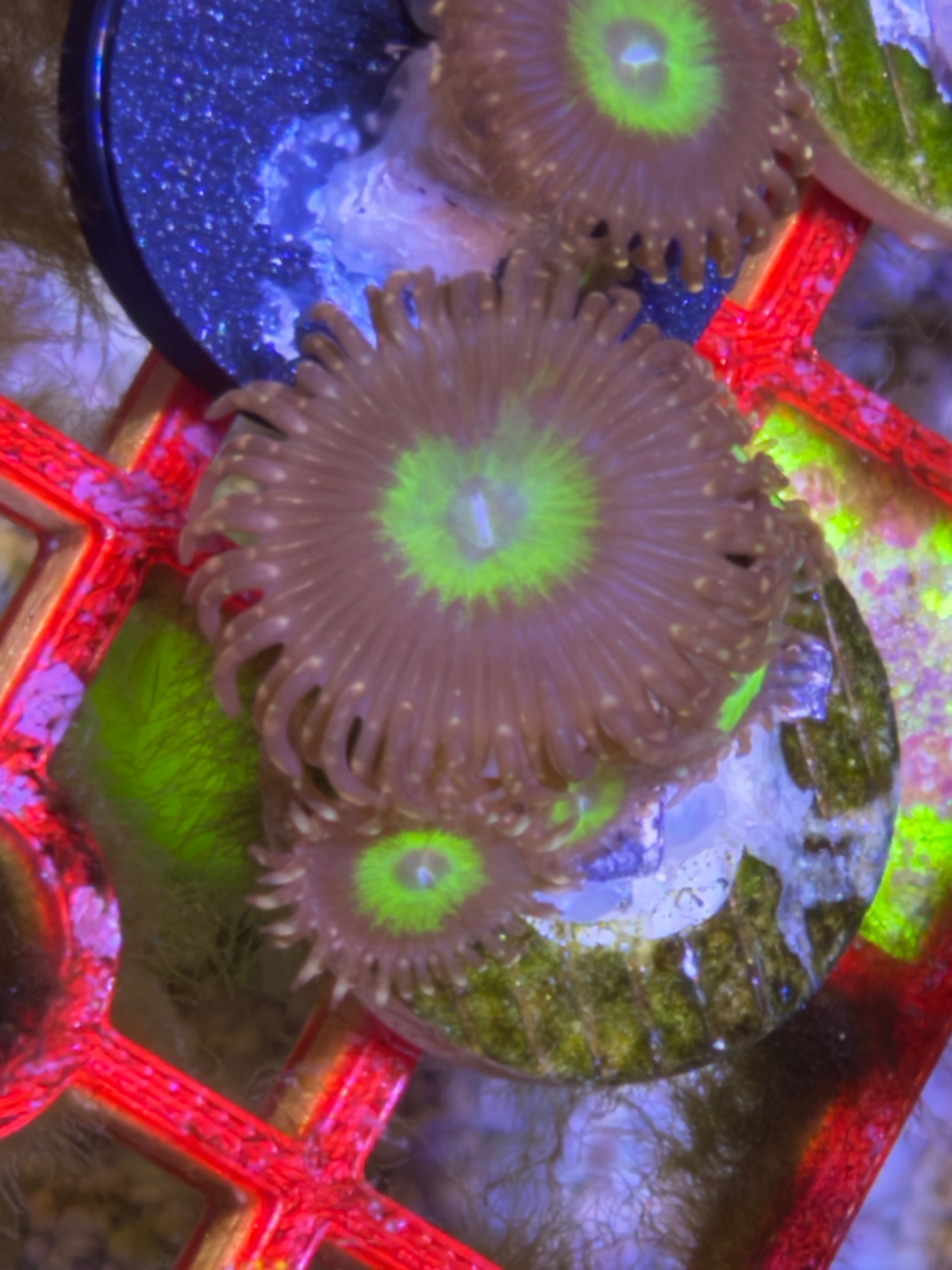Omega Zoanthid – Frag