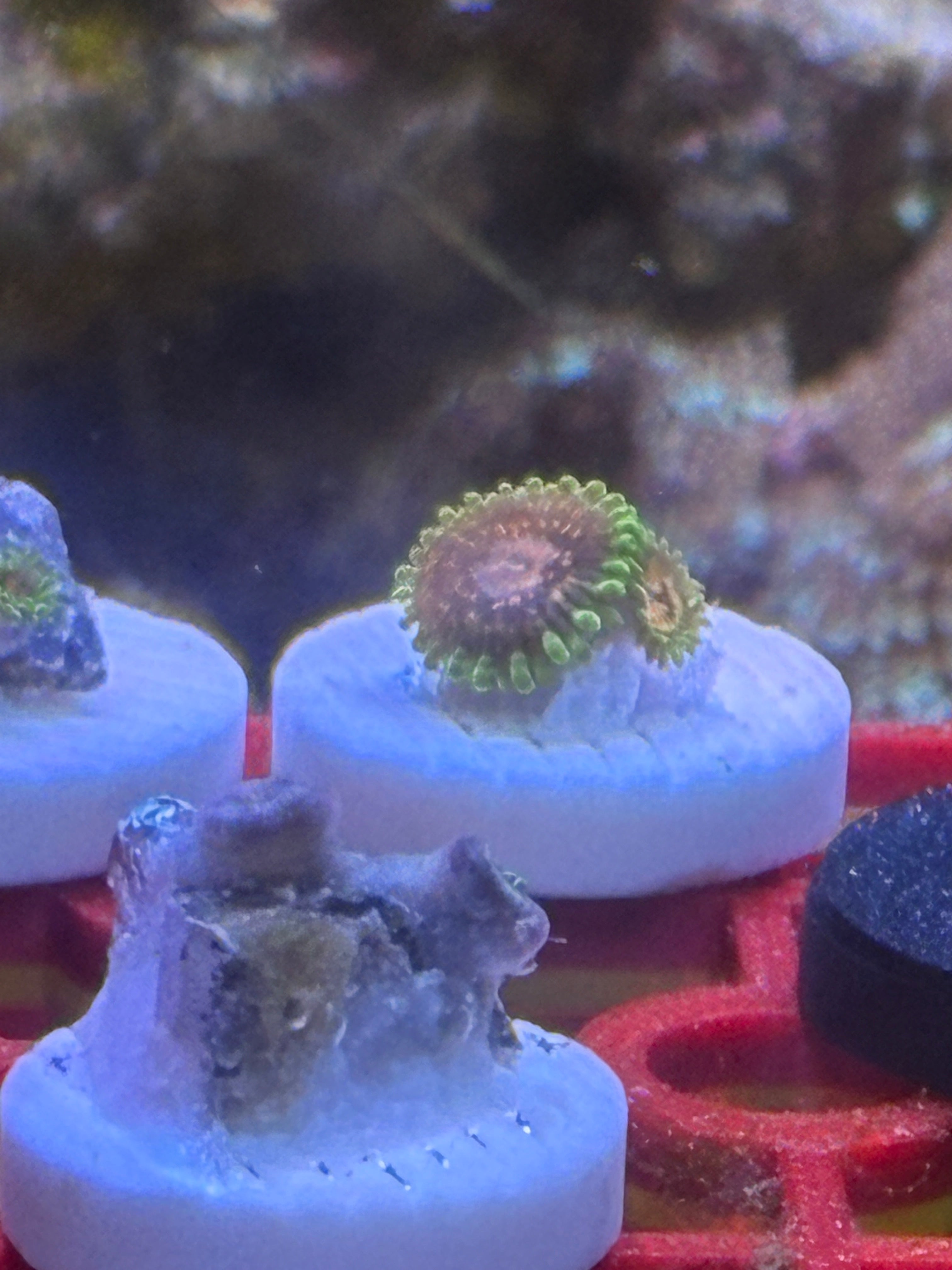 Marvin the Martian – Frag