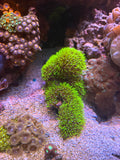 GSP-Covered Sunken Ship Reef Display – WYSIWYG | Cox Marine Creations