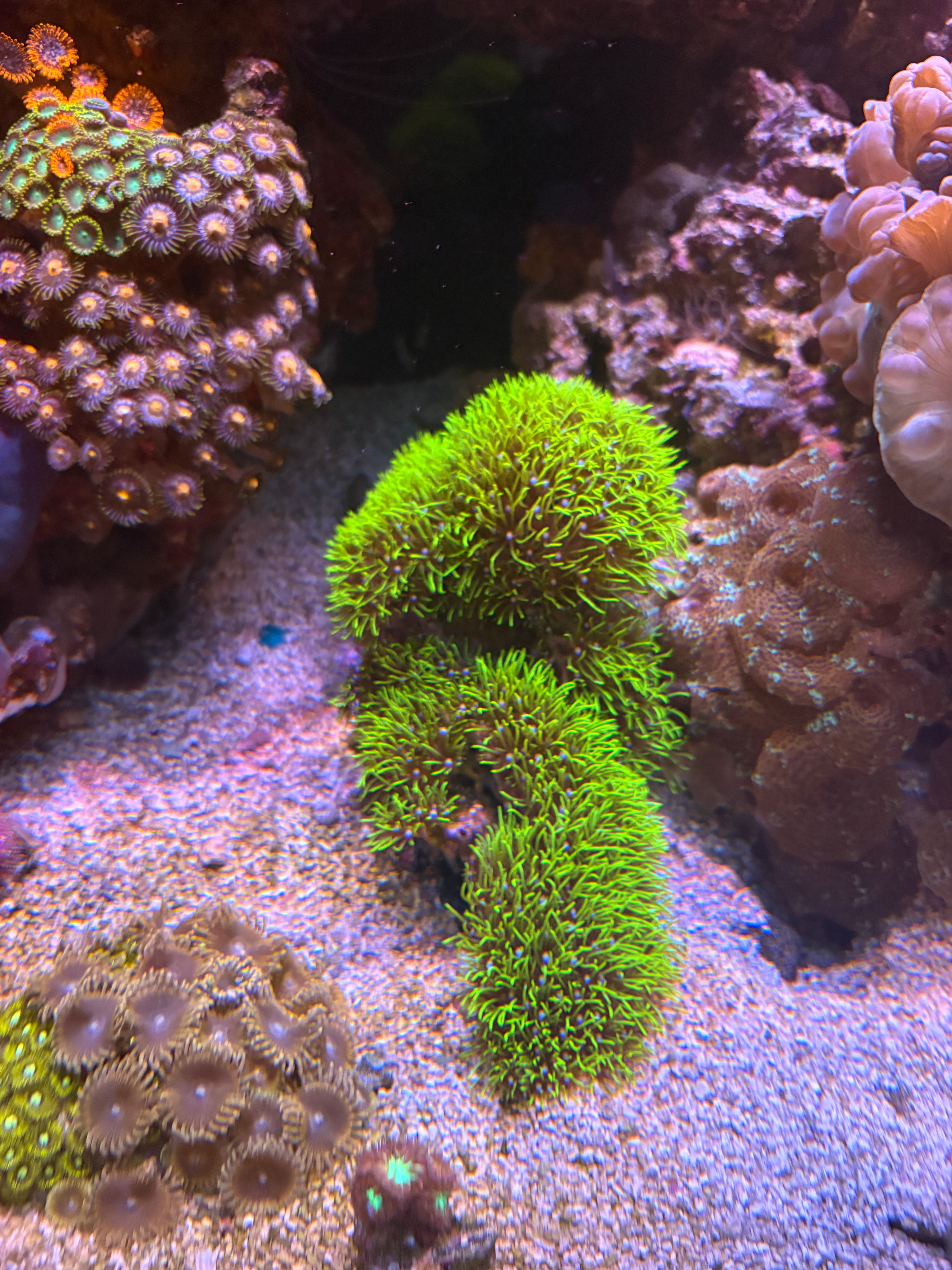 GSP-Covered Sunken Ship Reef Display – WYSIWYG | Cox Marine Creations