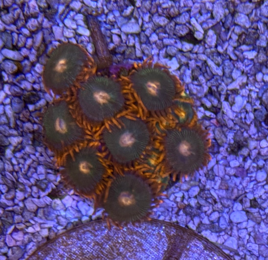 Gatorade Zoas – Starter Colony (7–10 Polyps) | Cox Marine Creations - Cox Marine Creations - Homegrown Zoa’s and Frags