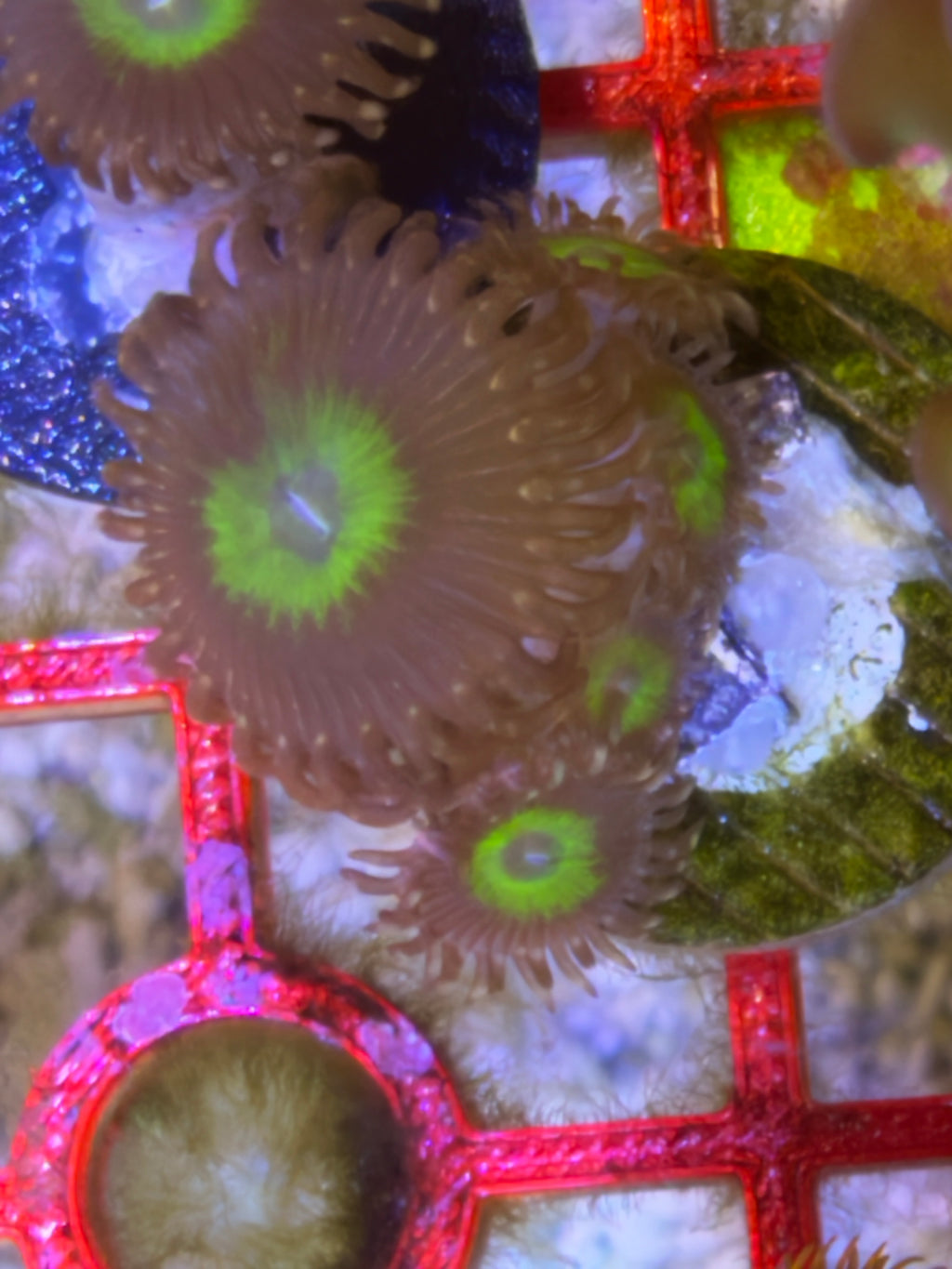 Omega Zoanthid – Frag