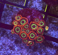 Vegas Strip Zoas – Full Colony (15–19 Polyps) | Cox Marine Creations