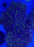 Oversized Branching Green Hammer Coral Colony – 5–6+ Heads Euphyllia | Cox Marine Creations - Cox Marine Creations - Homegrown Zoa’s and Frags