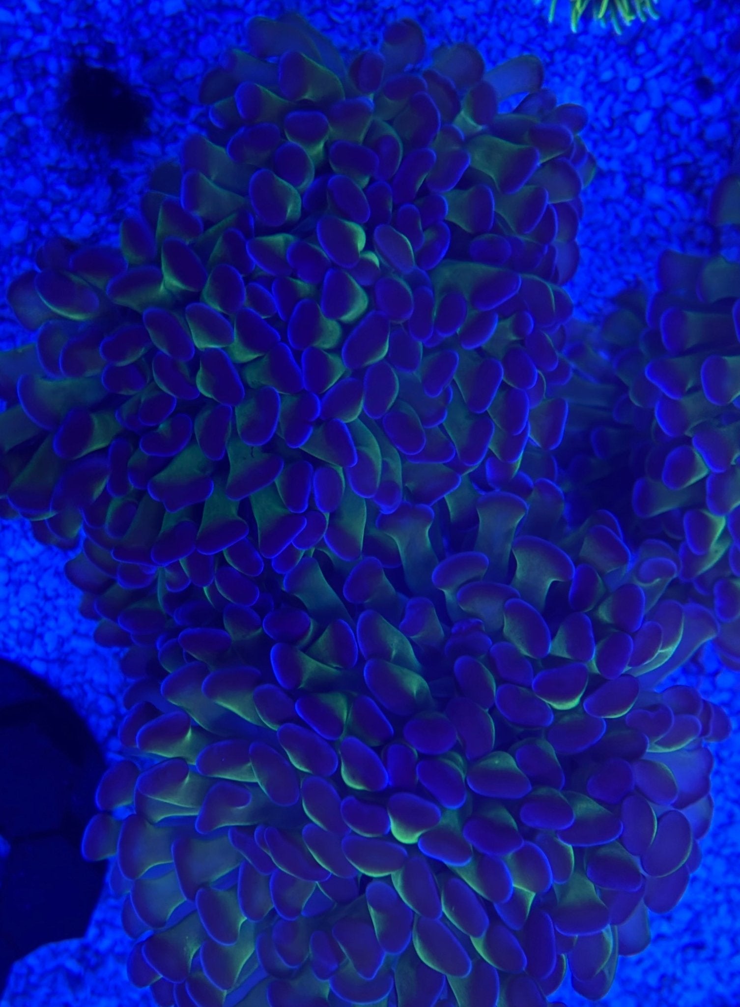 Oversized Branching Green Hammer Coral Colony – 5–6+ Heads Euphyllia | Cox Marine Creations - Cox Marine Creations - Homegrown Zoa’s and Frags