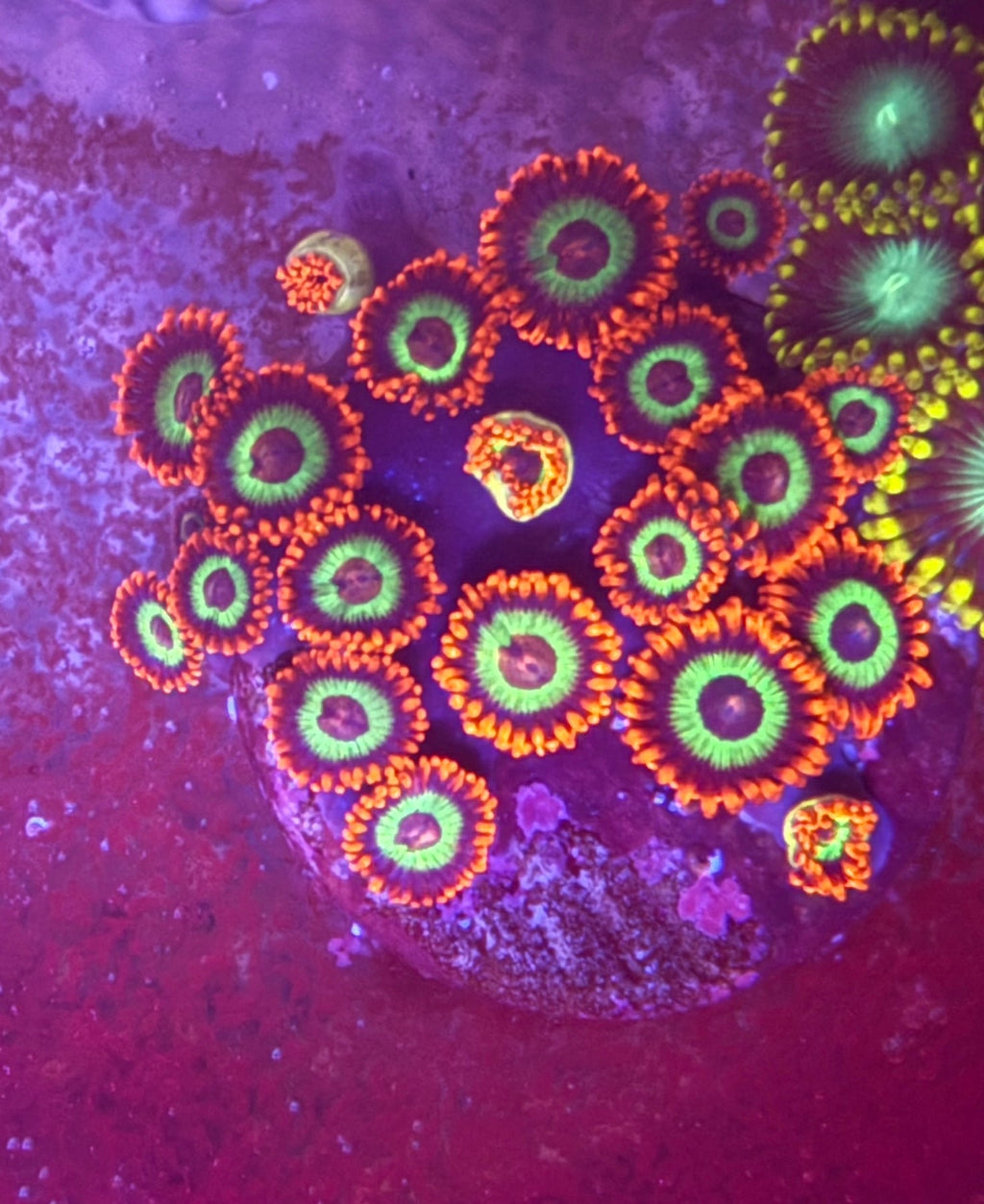 Vegas Strip Zoas – Full Colony (15–19 Polyps) | Cox Marine Creations