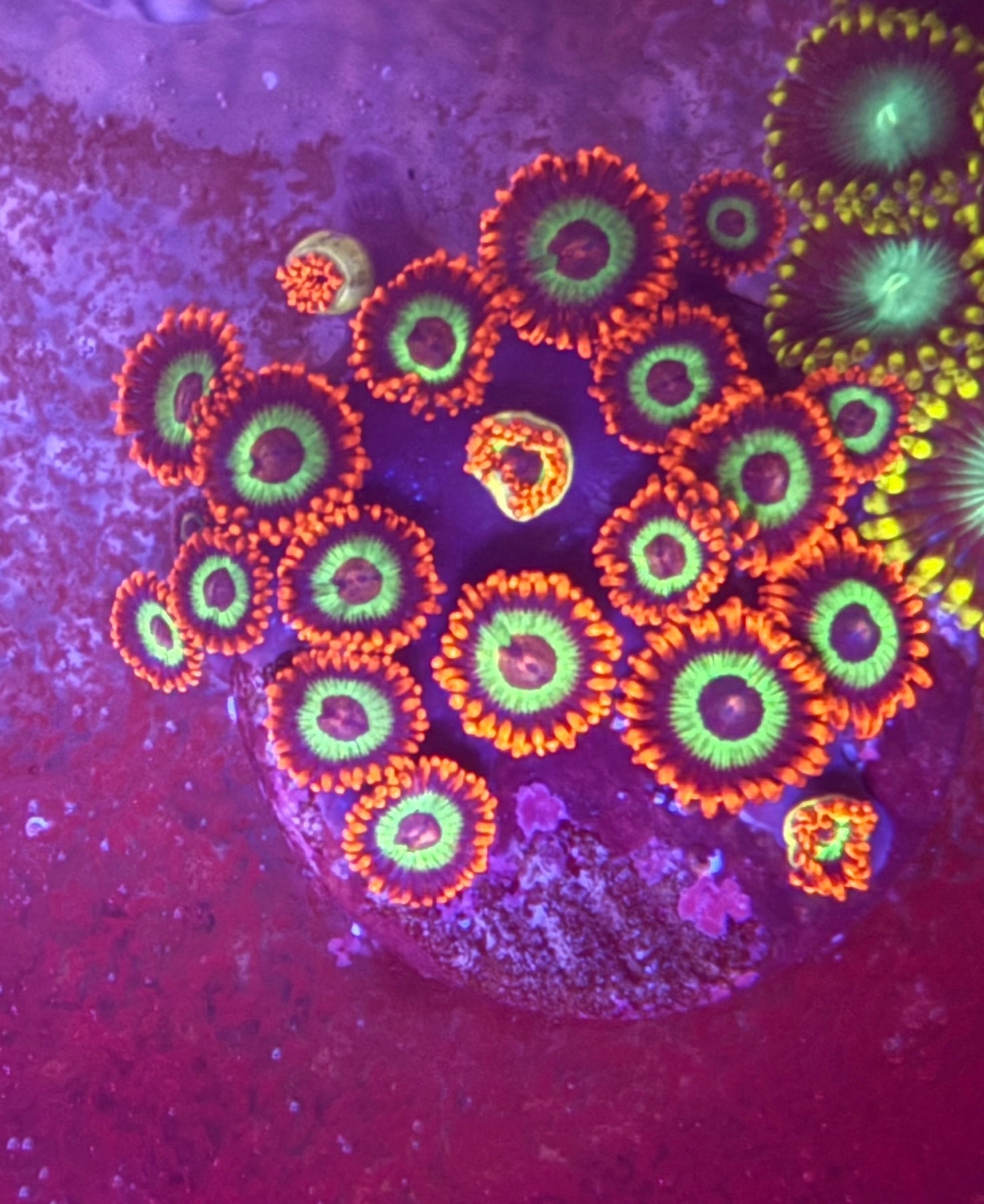 Vegas Strip Zoas – Full Colony (15–19 Polyps) | Cox Marine Creations