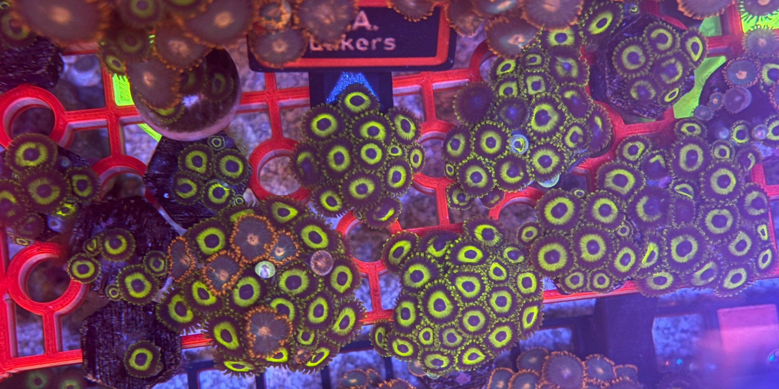 LA Lakers Zoas – Surprise Frag Pack (5+ Polyps) | Cox Marine Creations