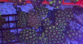Bob Marley Zoas – Surprise Frag Pack (5+ Polyps) | Cox Marine Creations