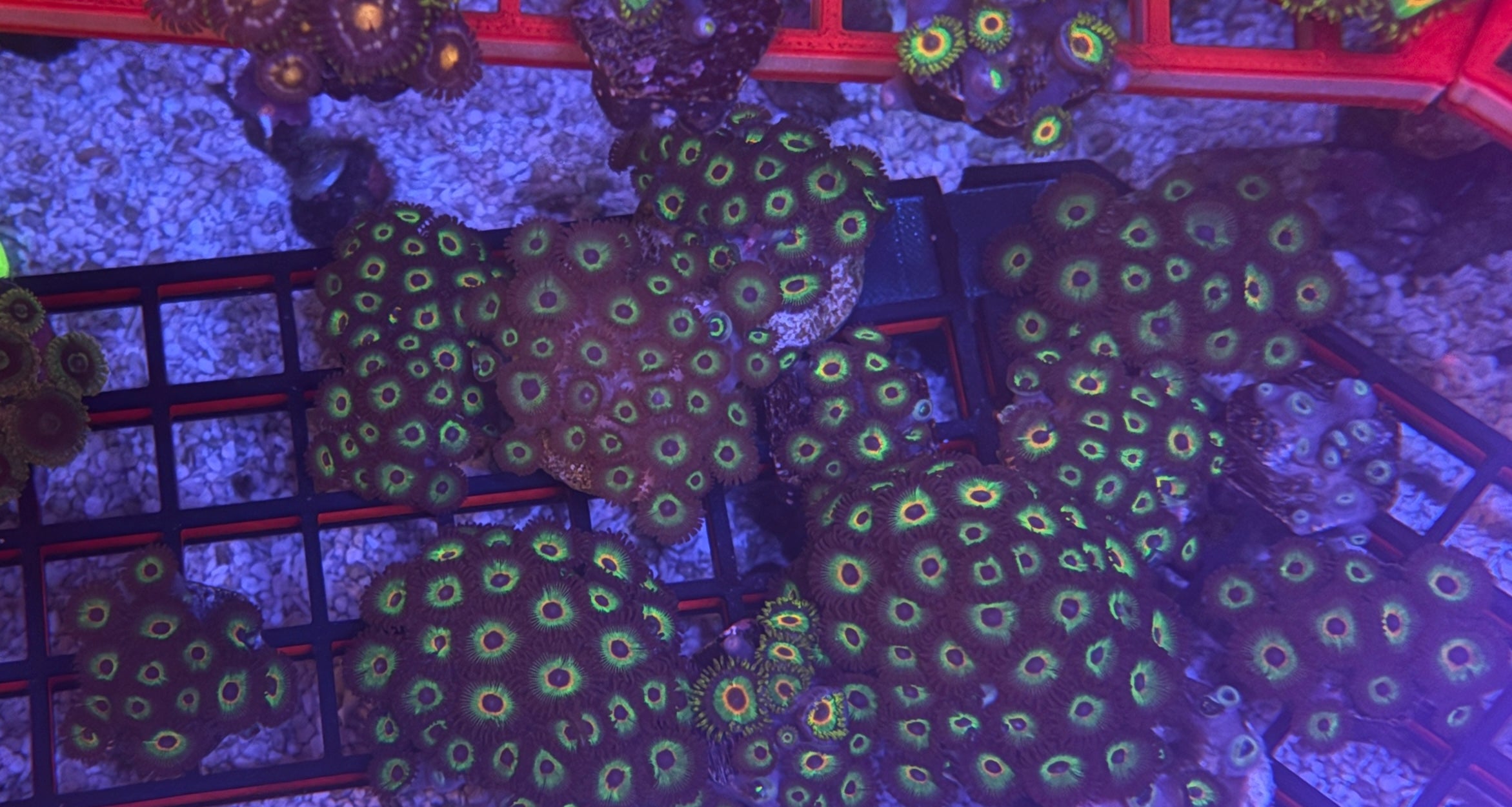 Bob Marley Zoas – Surprise Frag Pack (5+ Polyps) | Cox Marine Creations