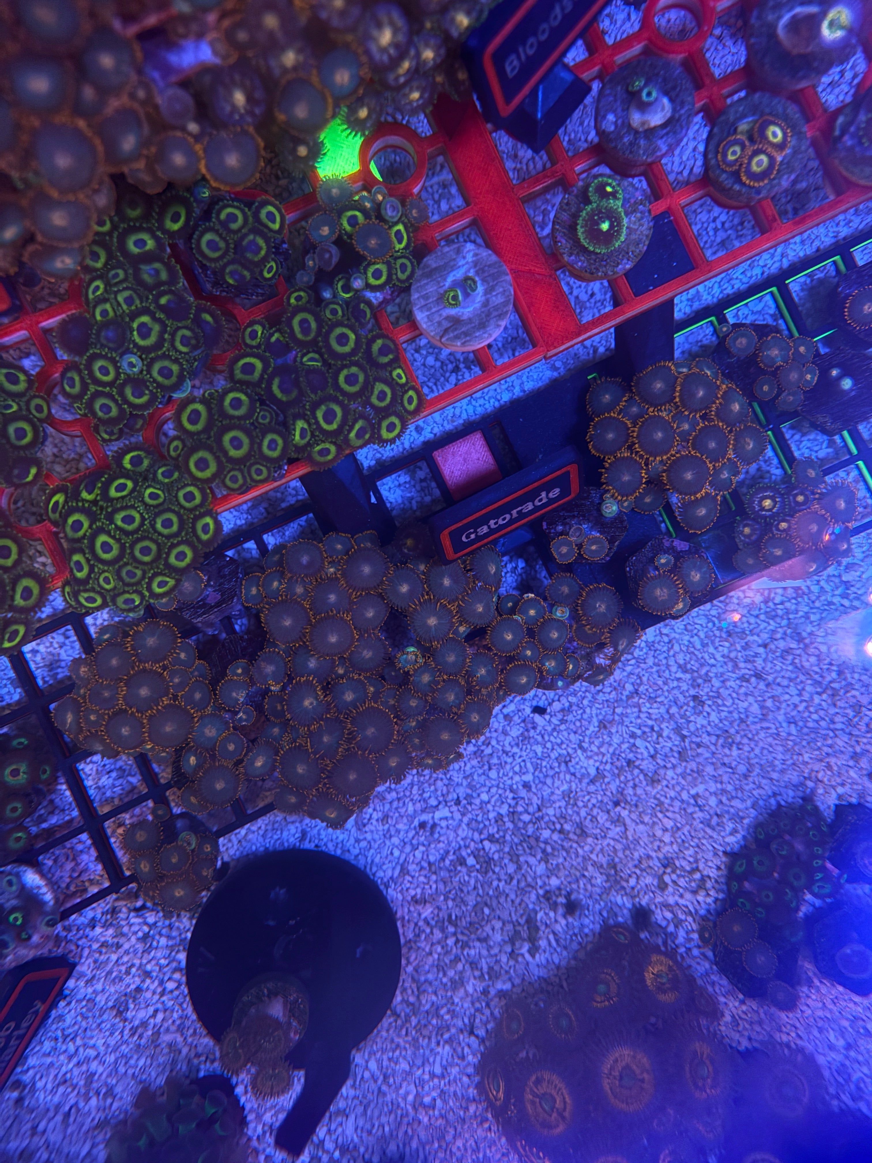 Gatorade Zoas – Surprise Frag Pack (5+ Polyps) | Cox Marine Creations
