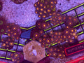 Nebula Zoas – Surprise Frag Pack (5+ Polyps) | Cox Marine Creations