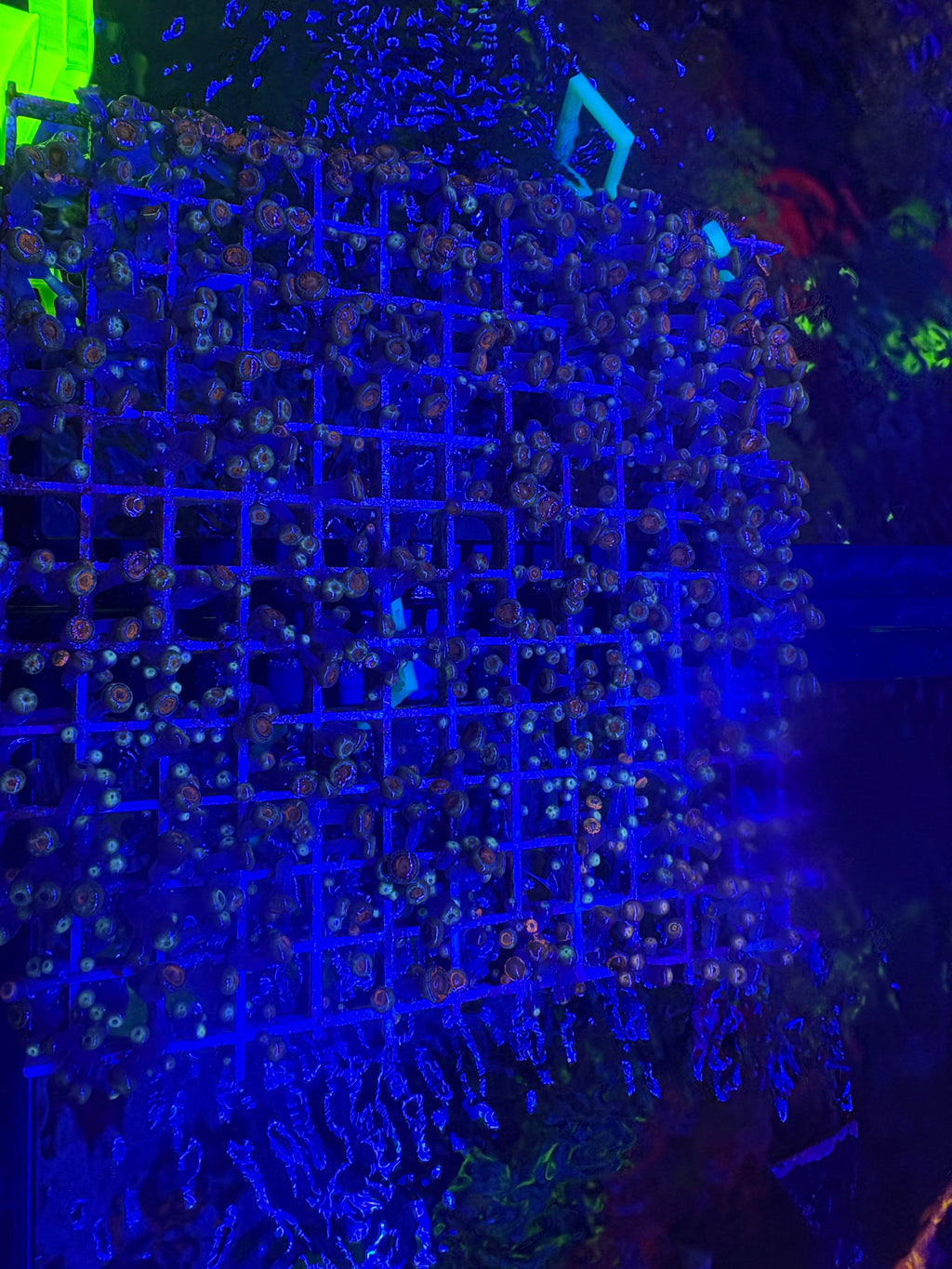 Gatorade Zoas – Dense Mat (8" x 6") – Homegrown | Bonus Nebula & LA Lakers Polyps!