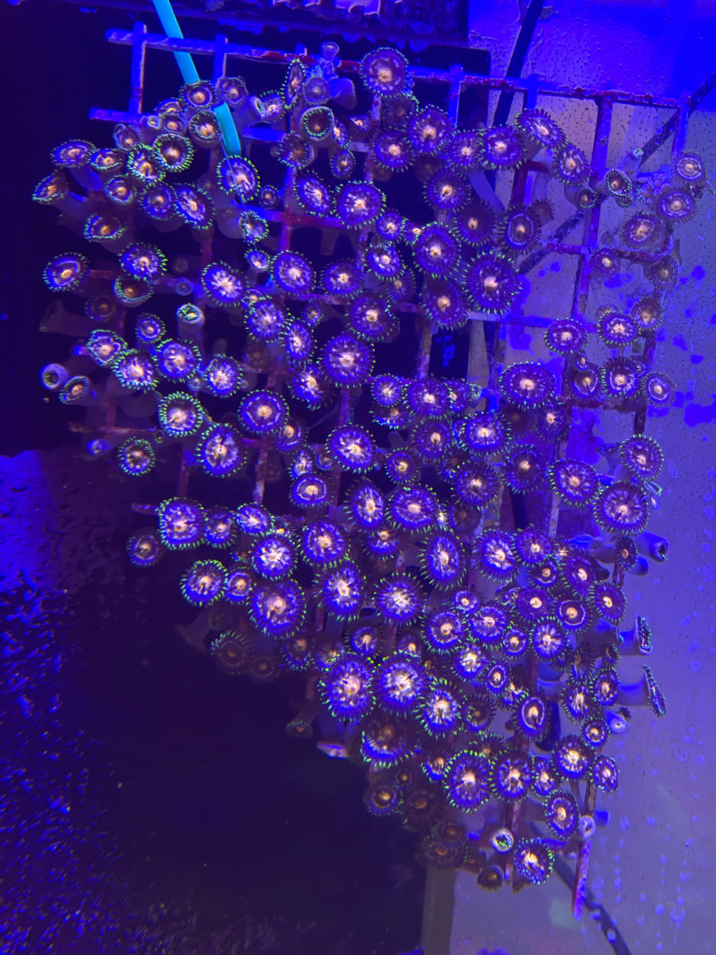 Nebula Zoas – Dense Mat (~6" x 8" Irregular) – Homegrown