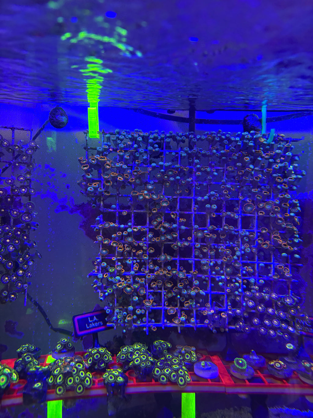 Gatorade Zoas – Dense Mat (8" x 6") – Homegrown | Bonus Nebula & LA Lakers Polyps!