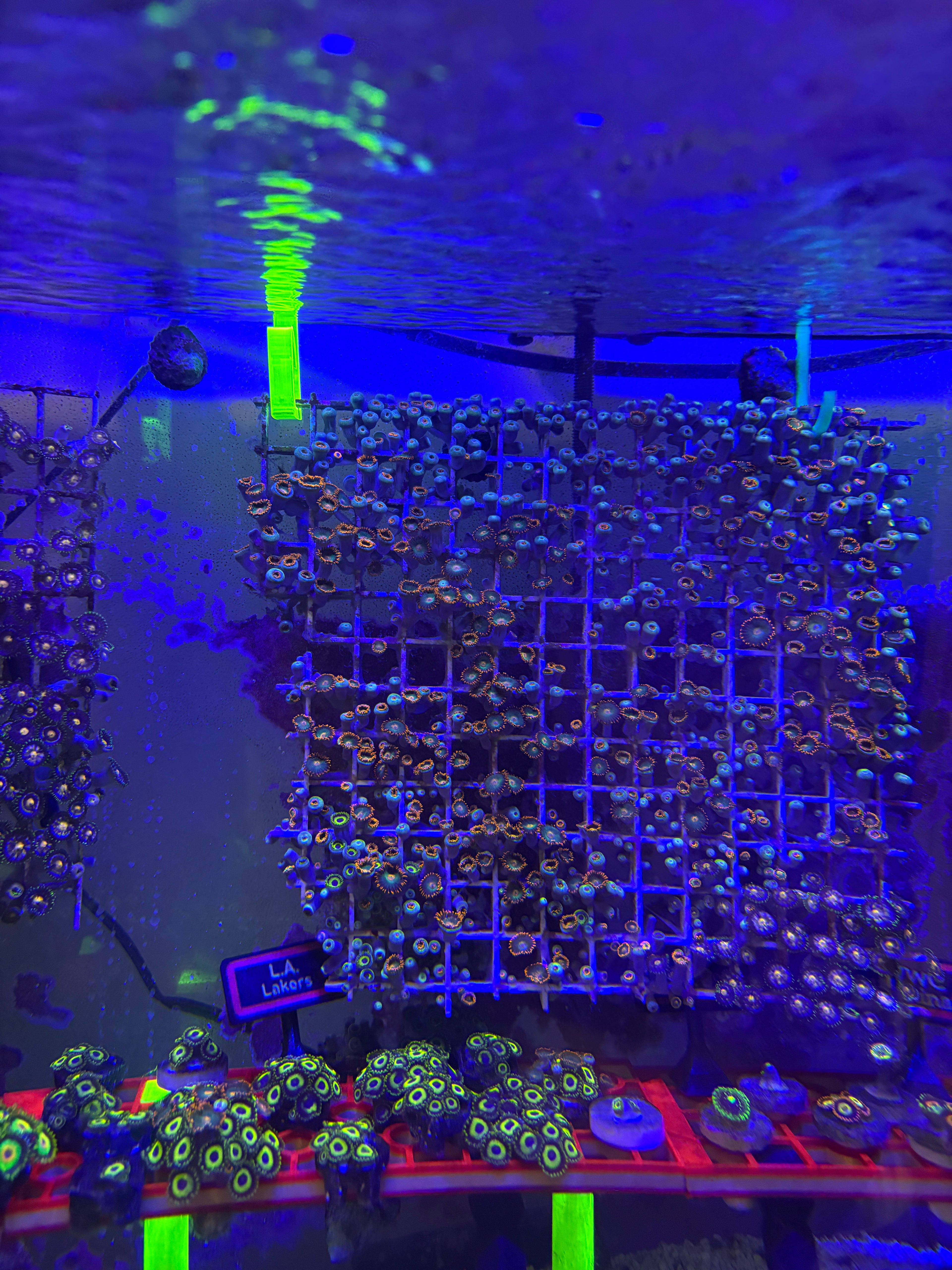 Gatorade Zoas – Dense Mat (8" x 6") – Homegrown | Bonus Nebula & LA Lakers Polyps!