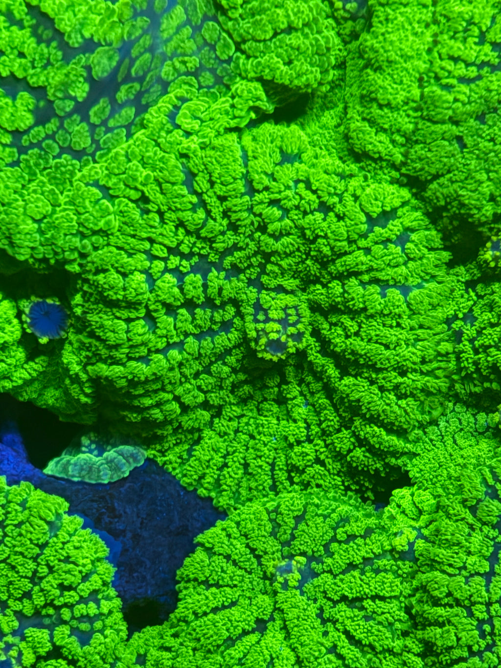 Rhodactis sp. Green Pincushion Mushroom