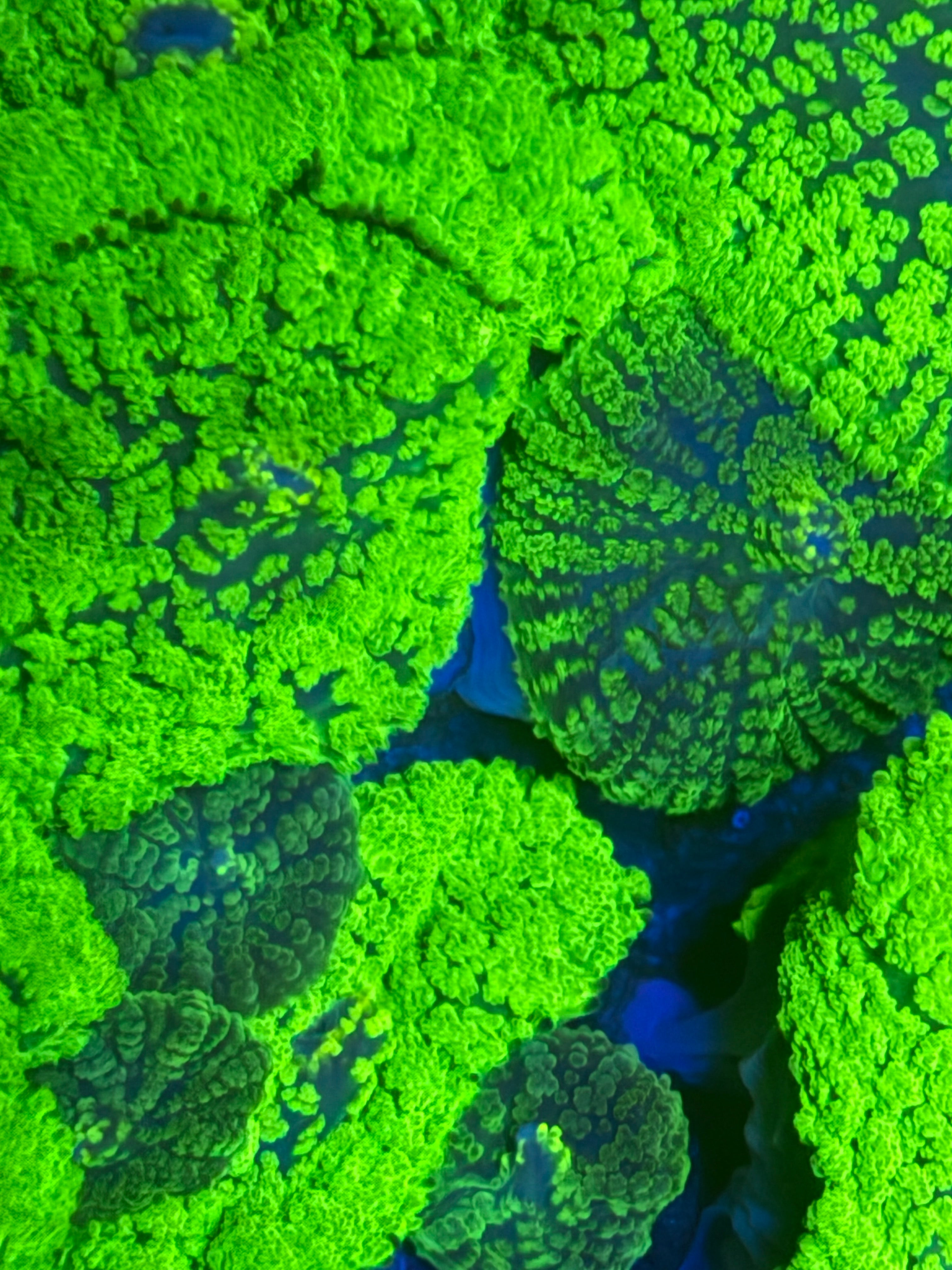 Rhodactis sp. Green Pincushion Mushroom