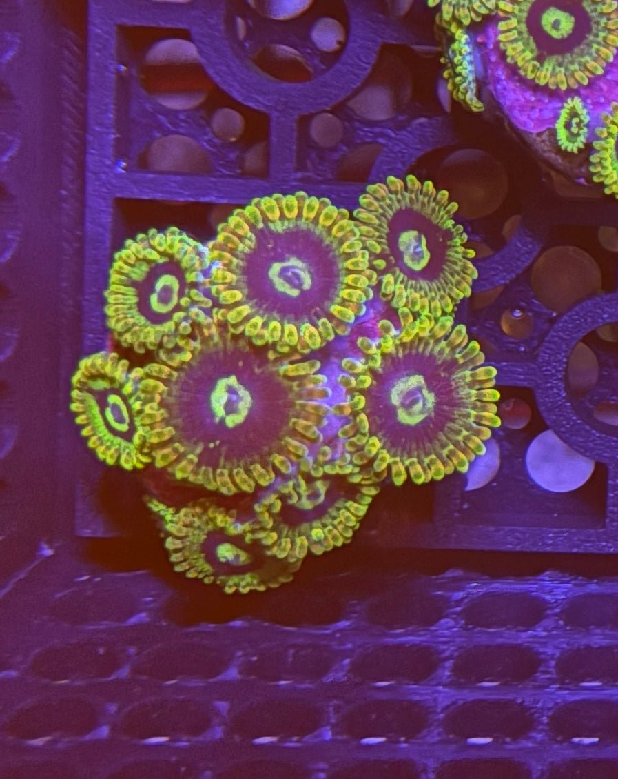 Rainbow Yoda Zoas – Starter Colony (7 - 10 Polyps) | Cox Marine Creations - Cox Marine Creations - Homegrown Zoa’s and Frags