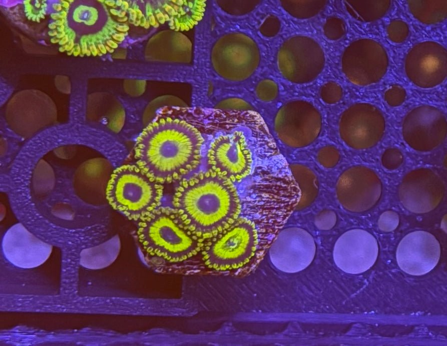 LA Lakers Zoas – Mini Colony (4–6 Polyps) | Cox Marine Creations - Cox Marine Creations - Homegrown Zoa’s and Frags