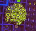 LA Lakers Zoas – Oversized Colony (20+ Polyps) | Cox Marine Creations - Cox Marine Creations - Homegrown Zoa’s and Frags