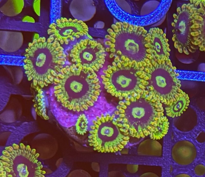 Rainbow Yoda Zoas – Mid Colony (12–14+ Polyps) | Cox Marine Creations - Cox Marine Creations - Homegrown Zoa’s and Frags