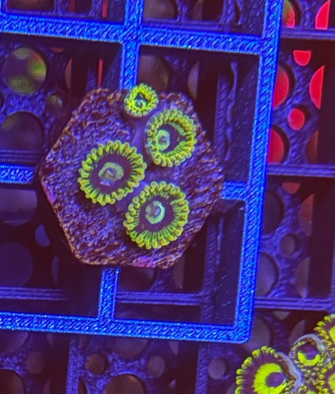 LA Lakers Zoas – Mini Colony (4–6 Polyps) | Cox Marine Creations - Cox Marine Creations - Homegrown Zoa’s and Frags