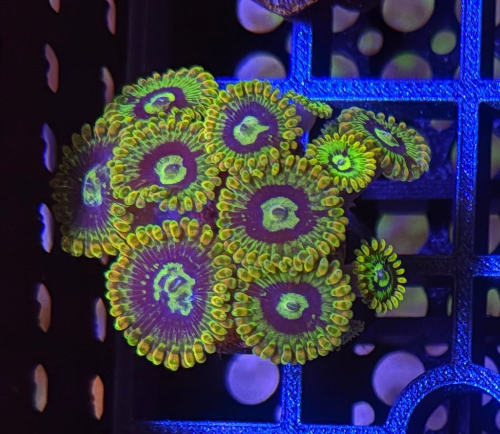 Rainbow Yoda Zoas – Starter Colony (7 - 10 Polyps) | Cox Marine Creations - Cox Marine Creations - Homegrown Zoa’s and Frags