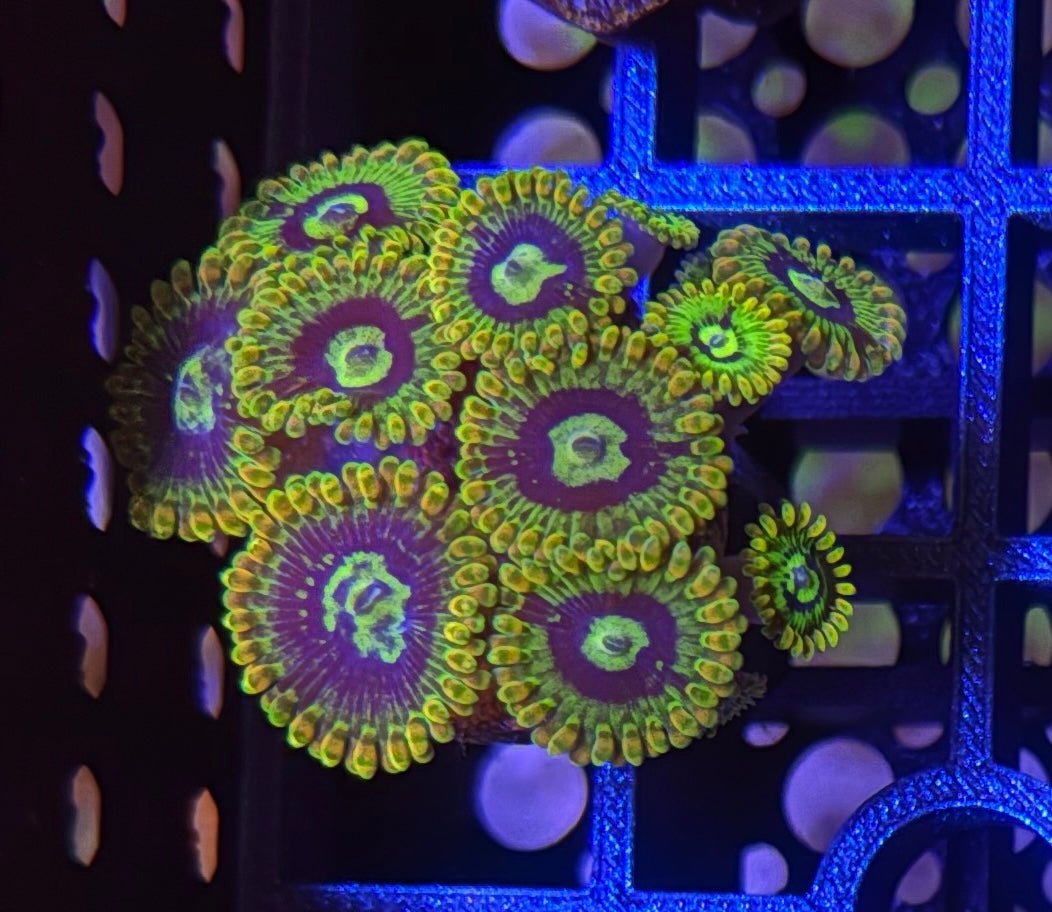 Rainbow Yoda Zoas – Starter Colony (7 - 10 Polyps) | Cox Marine Creations - Cox Marine Creations - Homegrown Zoa’s and Frags