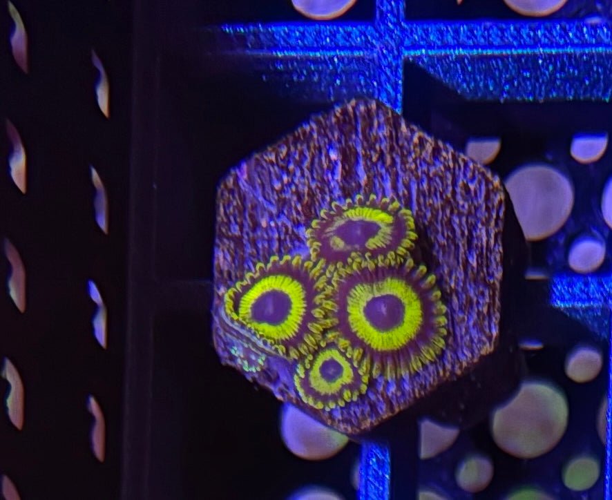 LA Lakers Zoas – Mini Colony (4–6 Polyps) | Cox Marine Creations - Cox Marine Creations - Homegrown Zoa’s and Frags