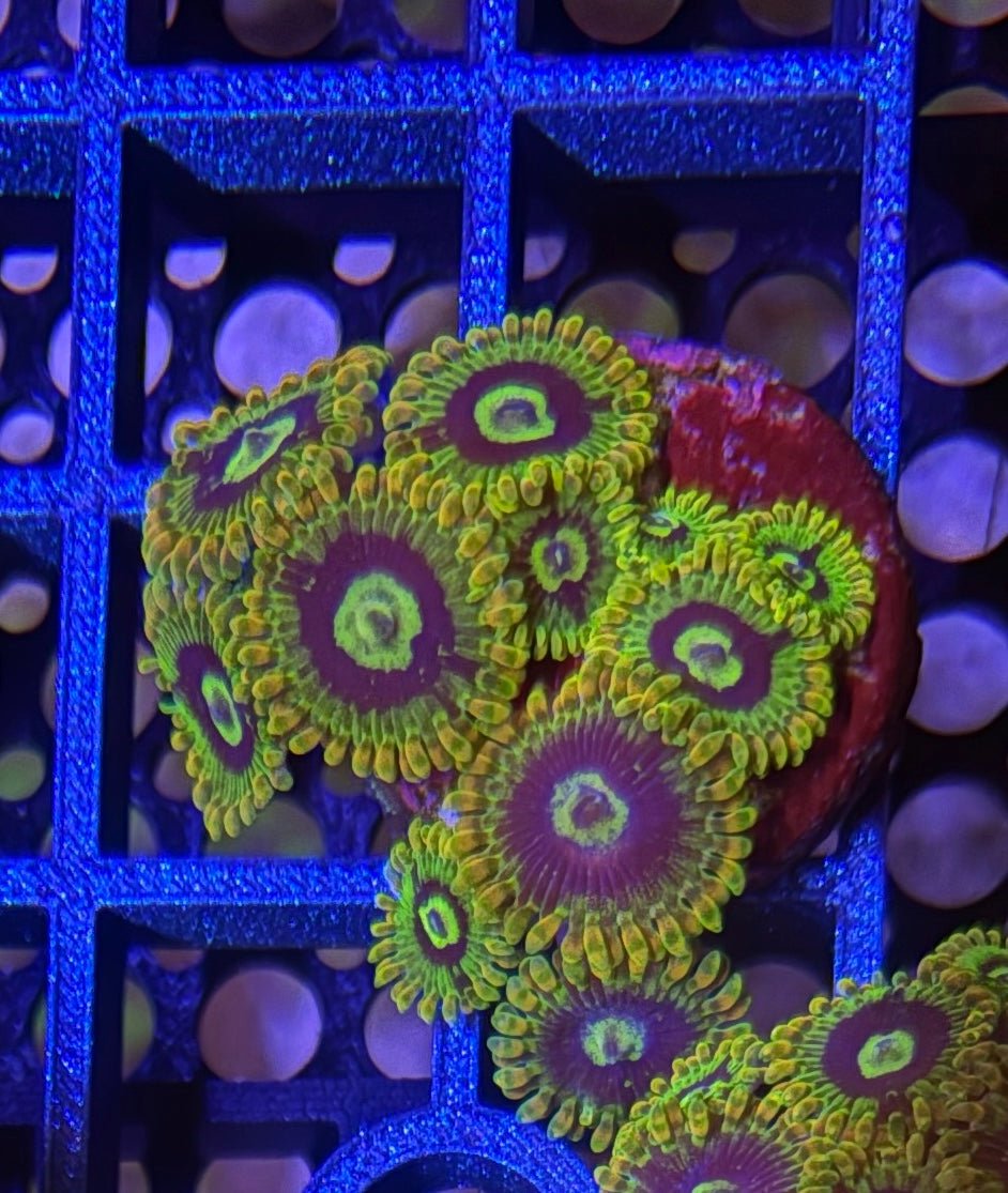 Rainbow Yoda Zoas – Starter Colony (7 - 10 Polyps) | Cox Marine Creations - Cox Marine Creations - Homegrown Zoa’s and Frags