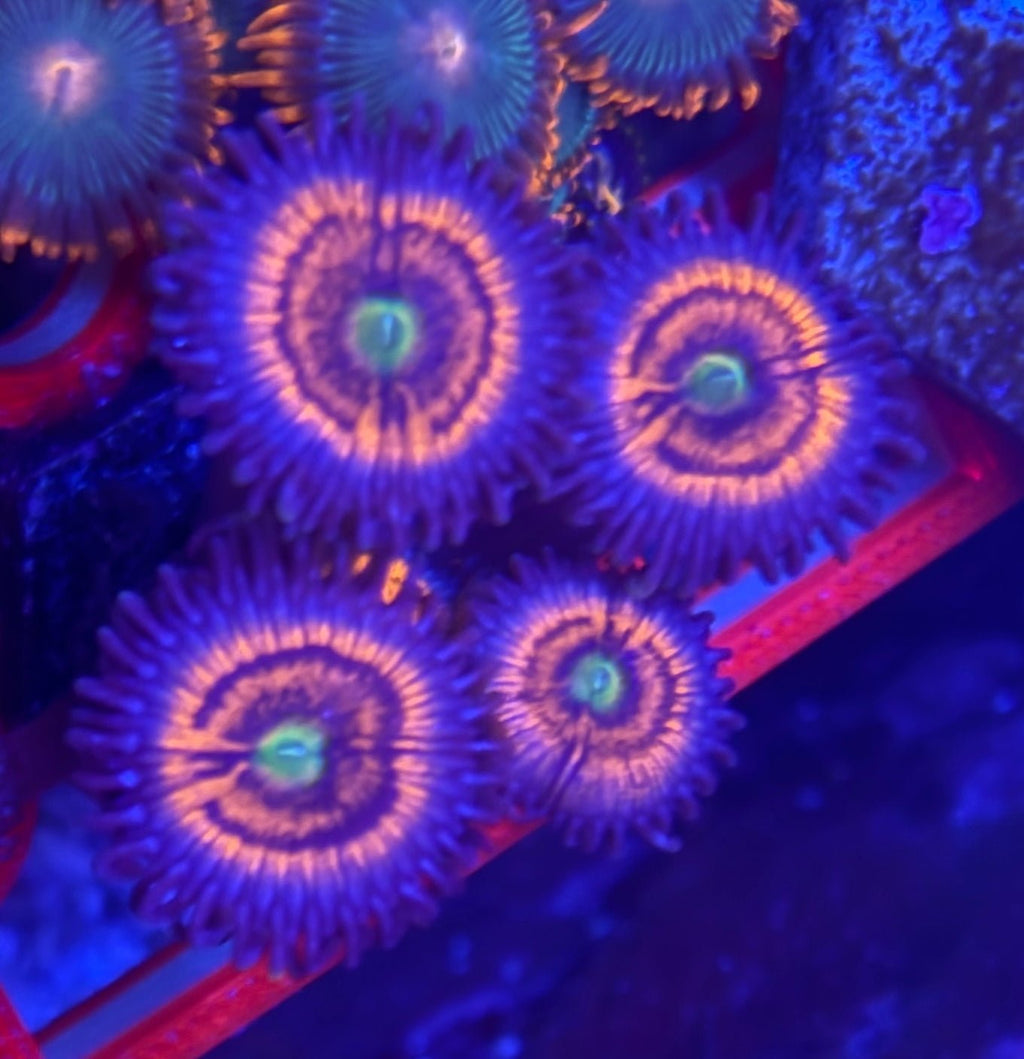 Everlasting Gobstopper Zoas – Mini Colony (4–6 Polyps) | Cox Marine Creations - Cox Marine Creations - Homegrown Zoa’s and Frags