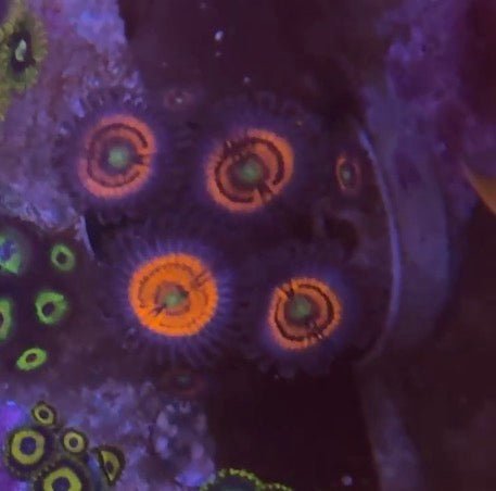 Everlasting Gobstopper Zoas – Mini Colony (4–6 Polyps) | Cox Marine Creations - Cox Marine Creations - Homegrown Zoa’s and Frags