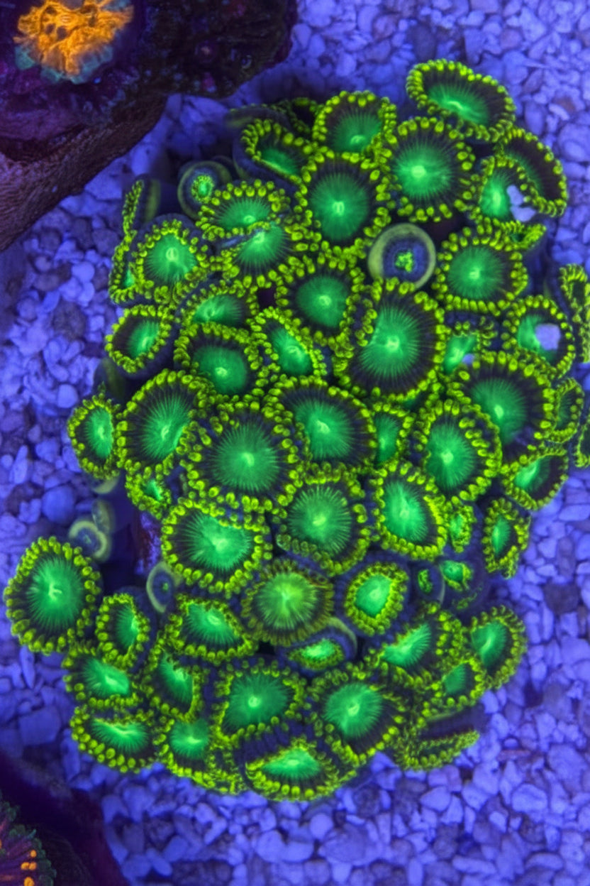 Radioactive Nuclear Dragon Eye – Frag