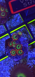 WYSIWYG Vegas Strip Zoas – Starter Colony (7–10 Polyps) | Cox Marine Creations