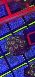 WYSIWYG Vegas Strip Zoas – Mid Colony (12–14+ Polyps) | Cox Marine Creations