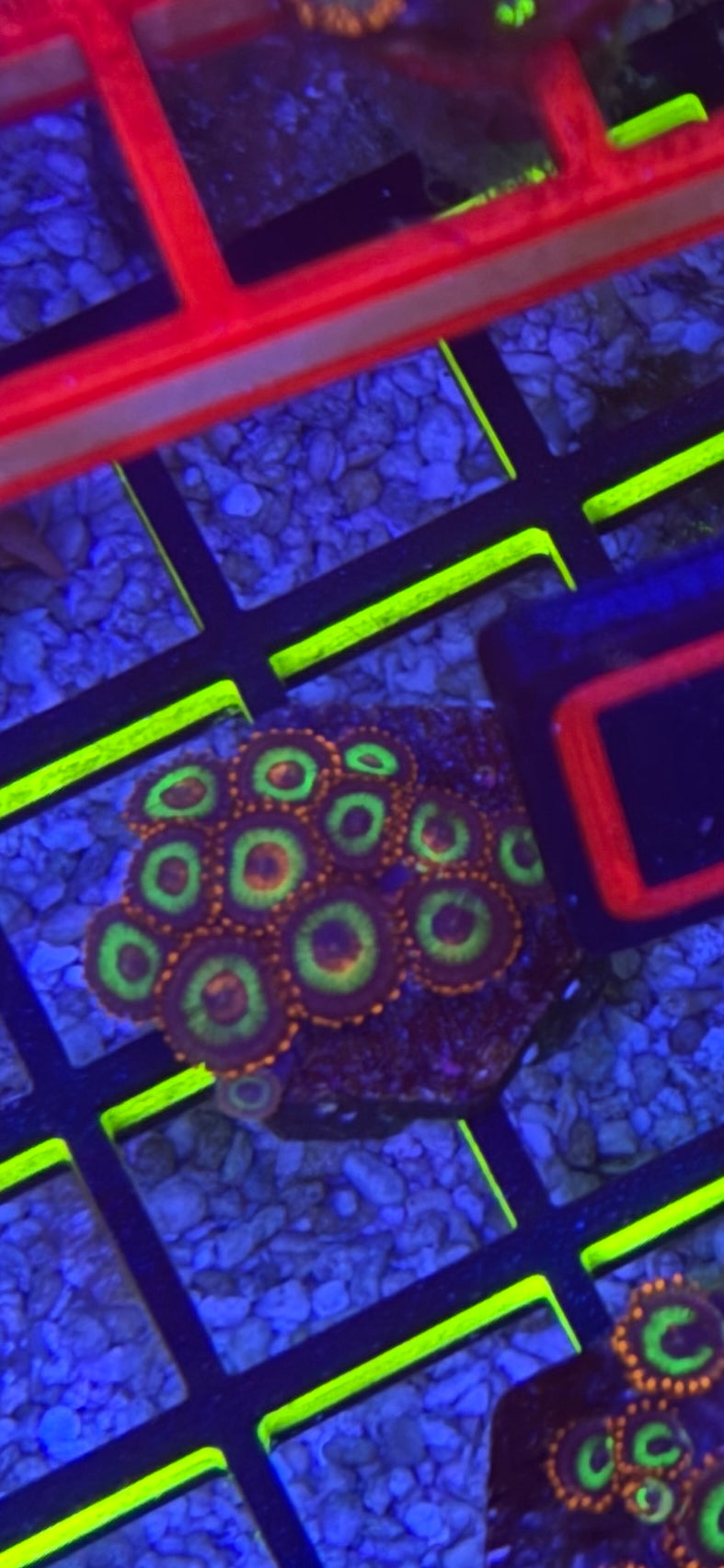 WYSIWYG Vegas Strip Zoas – Mid Colony (12–14+ Polyps) | Cox Marine Creations