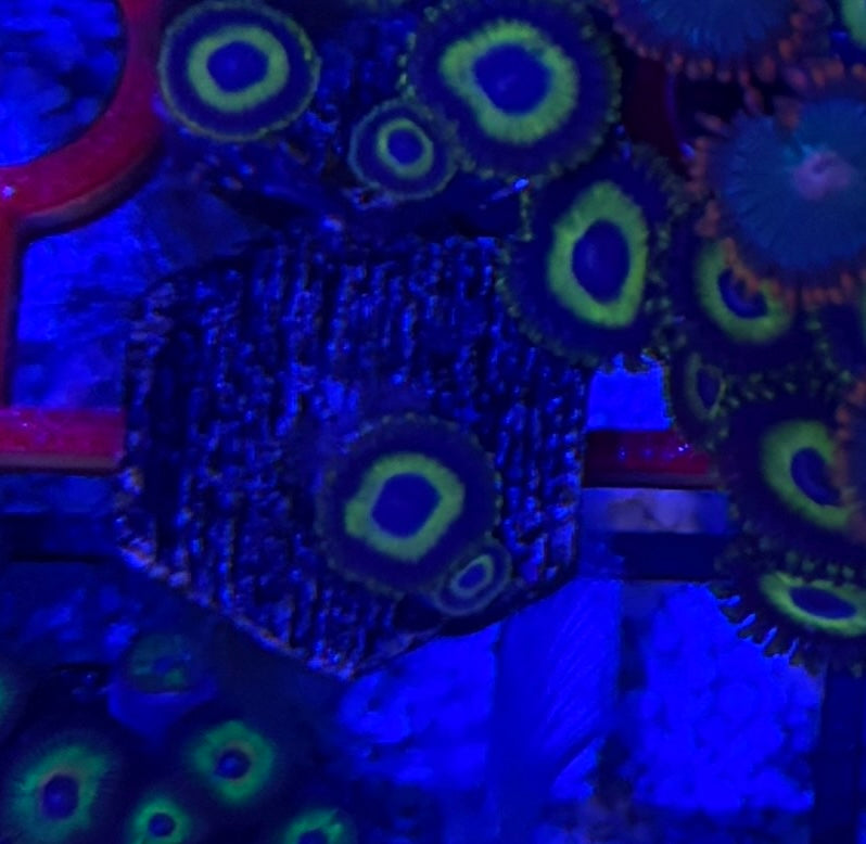 LA Lakers Zoas – Frag (1–3 Polyps) | Cox Marine Creations