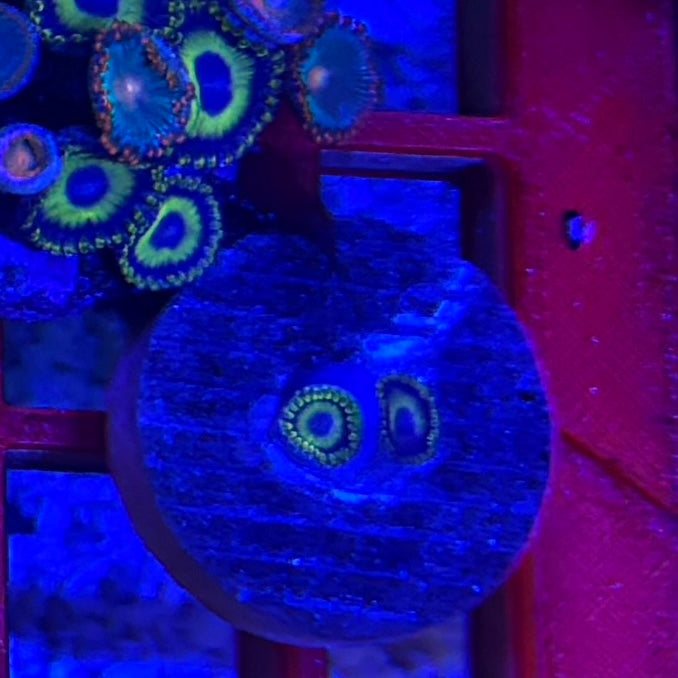 LA Lakers Zoas – Frag (1–3 Polyps) | Cox Marine Creations