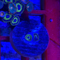 LA Lakers Zoas – Frag (1–3 Polyps) | Cox Marine Creations