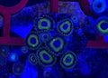 LA Lakers Zoas – Starter Colony (7–10 Polyps) | Cox Marine Creations