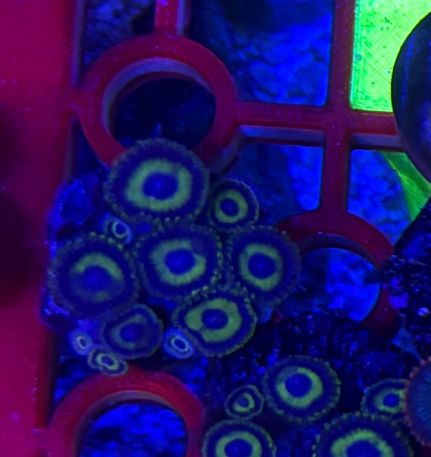 LA Lakers Zoas – Starter Colony (7–10 Polyps) | Cox Marine Creations